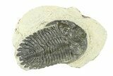 Bargain, Hollardops Trilobite Fossil - Ofaten, Morocco #287479-1